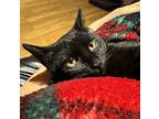 Raven, Domestic Shorthair For Adoption In Aurora, Colorado