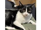 Magpie, Domestic Shorthair For Adoption In Aurora, Colorado