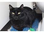 Bastian, Domestic Shorthair For Adoption In Aurora, Colorado