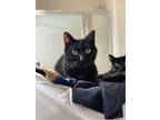 Broderick, Domestic Shorthair For Adoption In Aurora, Colorado