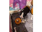 Bart, Guinea Pig For Adoption In Libertyville, Illinois