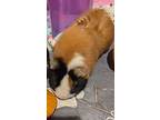 Skippy, Guinea Pig For Adoption In Libertyville, Illinois