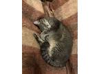 Blossom, Domestic Shorthair For Adoption In St. Louis, Missouri