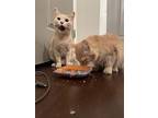 Thelma, Domestic Shorthair For Adoption In St. Louis, Missouri