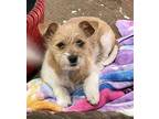 Pebbles, Terrier (unknown Type, Medium) For Adoption In Boulder, Colorado