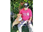 Honeybear, American Pit Bull Terrier For Adoption In Vallejo, California