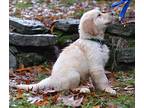 Bailey, Golden Retriever For Adoption In Enfield, Connecticut