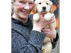 Brandy, Golden Retriever For Adoption In Enfield, Connecticut