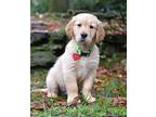 Buddy, Golden Retriever For Adoption In Enfield, Connecticut