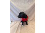 Wonderland, Terrier (unknown Type, Medium) For Adoption In Kalamazoo, Michigan