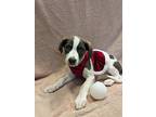 Merry, Labrador Retriever For Adoption In Kalamazoo, Michigan