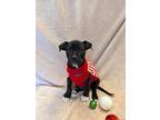 Wreath, Terrier (unknown Type, Medium) For Adoption In Kalamazoo, Michigan