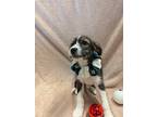 Blitzen, Terrier (unknown Type, Medium) For Adoption In Kalamazoo, Michigan