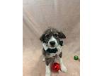 Cupid, Terrier (unknown Type, Medium) For Adoption In Kalamazoo, Michigan