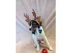 Dancer, Terrier (unknown Type, Medium) For Adoption In Kalamazoo, Michigan