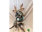 Rudolph, Terrier (unknown Type, Medium) For Adoption In Kalamazoo, Michigan