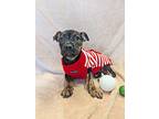 Winter, Terrier (unknown Type, Medium) For Adoption In Kalamazoo, Michigan