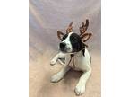 Dasher, Terrier (unknown Type, Medium) For Adoption In Kalamazoo, Michigan