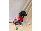 Wish, Terrier (unknown Type, Medium) For Adoption In Kalamazoo, Michigan