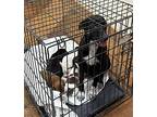 24-103 Maggie, Terrier (unknown Type, Medium) For Adoption In Richardson, Texas