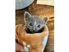 Elsie, Domestic Shorthair For Adoption In Brandon, Florida