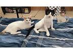 Tonka (bonded With Talia), Domestic Shorthair For Adoption In Brandon, Florida