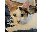 Talia (bonded With Tonka), Domestic Shorthair For Adoption In Brandon, Florida