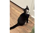 Mabry, Domestic Shorthair For Adoption In Brandon, Florida