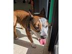 Brownie, American Pit Bull Terrier For Adoption In Franklin, North Carolina