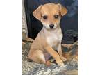 The S'mores Litter, Terrier (unknown Type, Small) For Adoption In Davis