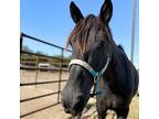 Luna, Gaited For Adoption In Des Moines, Iowa
