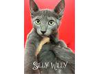 Silly Willy, Russian Blue For Adoption In Npb/florida, Florida