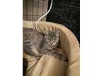 Huron, Domestic Shorthair For Adoption In Colorado Springs, Colorado