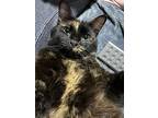 Olive, Domestic Mediumhair For Adoption In Hampton, Virginia