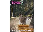 Trish, Domestic Mediumhair For Adoption In Nicholasville, Kentucky