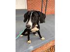 avey*, Labrador Retriever For Adoption In Cookeville, Tennessee