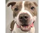Dresden, American Pit Bull Terrier For Adoption In Des Moines, Iowa