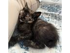 Shenzi 4543, Domestic Shorthair For Adoption In Bonsall, California
