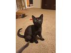 Tink & Fezzik (bonded Pair), Domestic Shorthair For Adoption In Encinitas