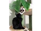 Raksha 4544, Domestic Shorthair For Adoption In Bonsall, California