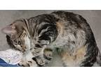 Luna (cat), Tabby For Adoption In Las Vegas, Nevada