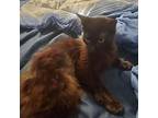 Dulcie, Domestic Longhair For Adoption In Wellington, Florida