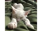 Chase Aka Snowman, Domestic Shorthair For Adoption In Lincolnton, North Carolina