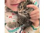 Chunky Monkey, Tabby For Adoption In Lincolnton, North Carolina