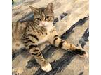 Bruiser, Tabby For Adoption In Lincolnton, North Carolina
