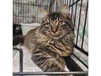 Prince: Dlh/dmh (fcid# 11/07/2024 - 40 Trainer), Domestic Longhair For Adoption