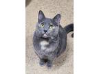 6145 (artimis), Domestic Shorthair For Adoption In Lake City, Michigan