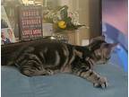 Tigger (fcid# 08/07/2024-1 West Chester Petsmart)c, Domestic Shorthair For