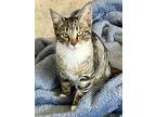 Skylark (fcid# 09/11/2024 - 62 Brandywine Ps), Domestic Shorthair For Adoption