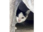 Charger (fcid# 09/11/2024 - 64 Brandywine Ps, Domestic Shorthair For Adoption In